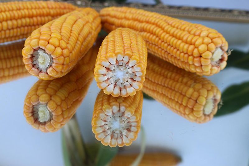 Lemken Lemken Topas 110 Kurzgrubber Frontgrubber Heckgrubber Durchtriebsgrubber Vorgrubber 3m