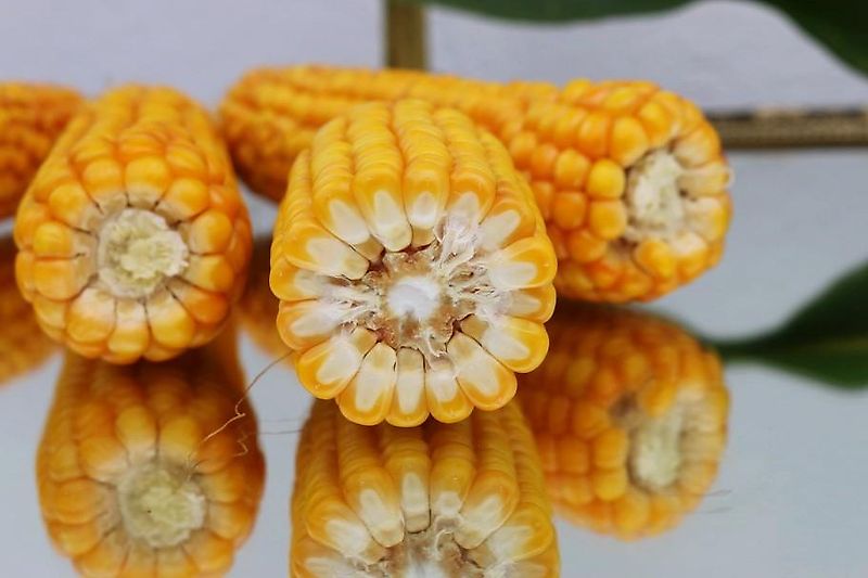 Köckerling Herbamat 200-24 83mm Neulack Revitalisiert